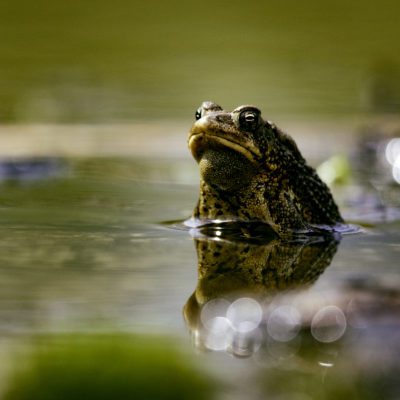 Wildlife Amphibians Malden Park Pond American Toad Eye Level